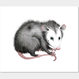 Sweet Possum Posters and Art